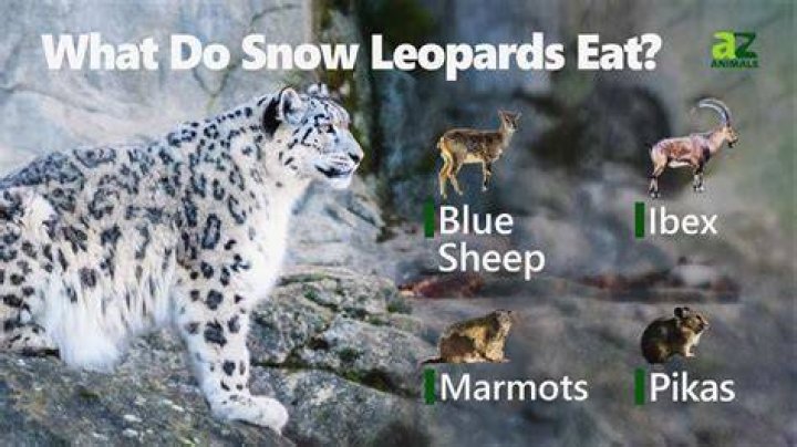 What do snow leopards eat and what eats them?