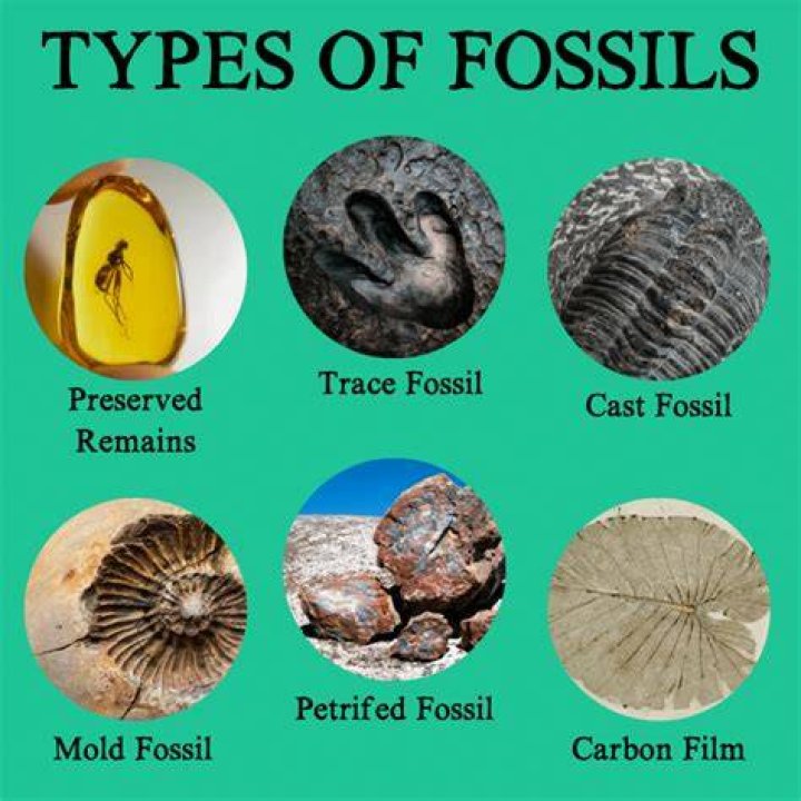 What do trace fossils tell us?