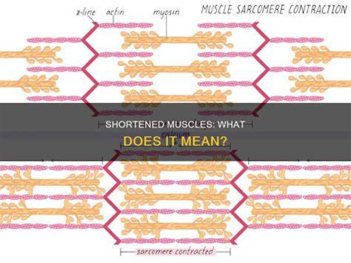 What does it mean when a muscle is shortened?