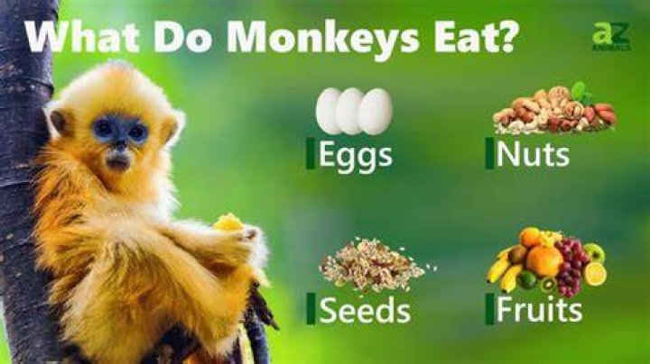 What food does a finger monkey eat?
