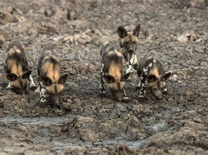 What group does a dog belong to?