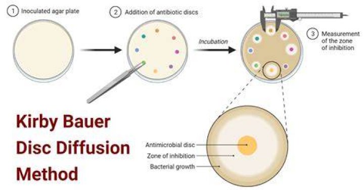 What is a Kirby Bauer assay?