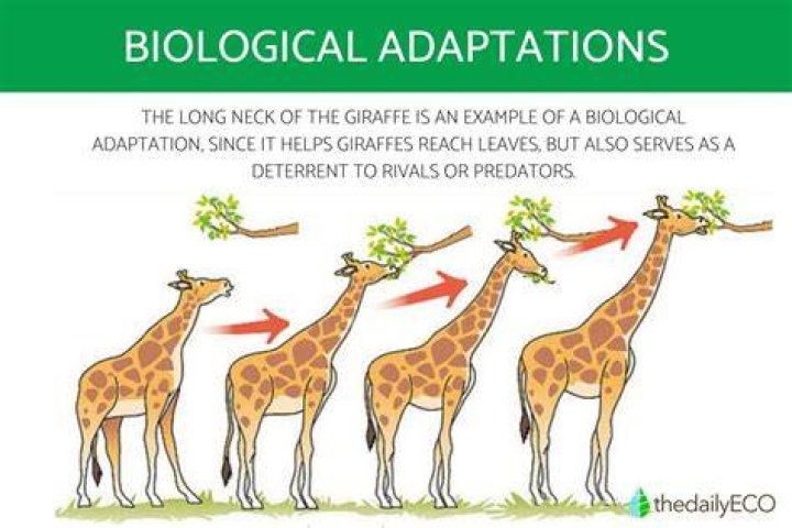 What is adaptation example? | ContextResponse.com