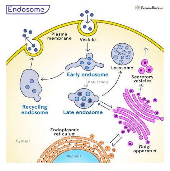 What is an early endosome?