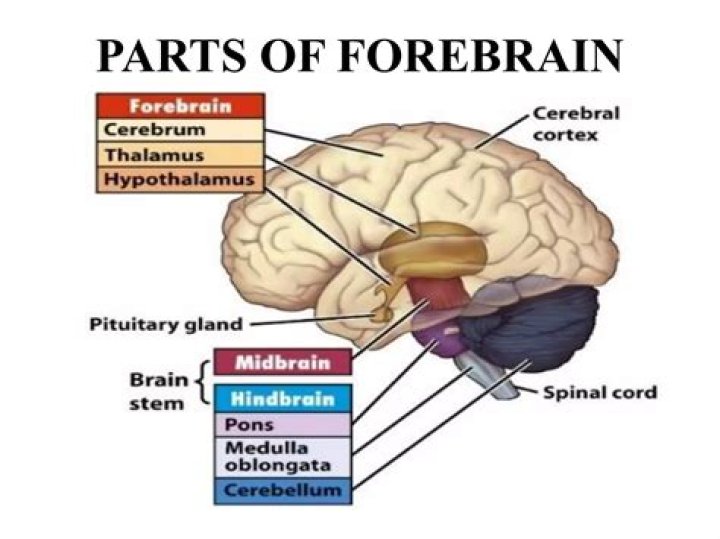 What is forebrain and its function?