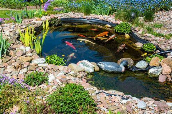 What is in a koi pond?