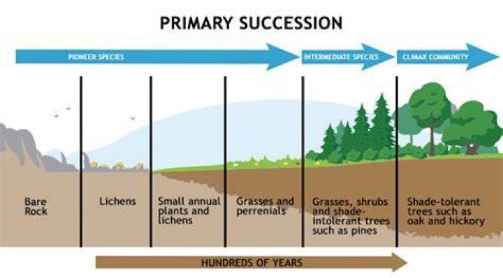 What is the first step of primary succession?