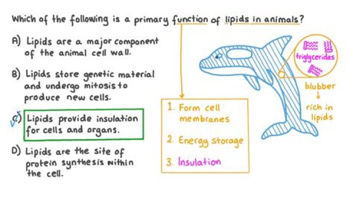 What is the function of lipids in animals?