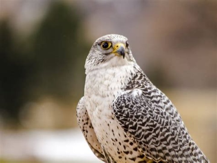 What is the largest game bird in Alberta?