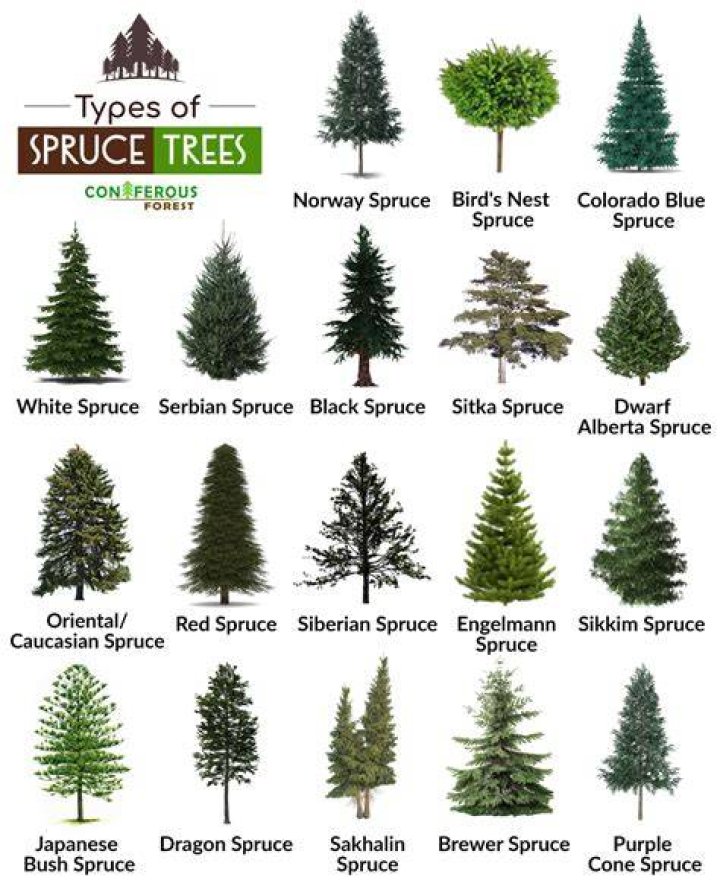 What type of tree is spruce?
