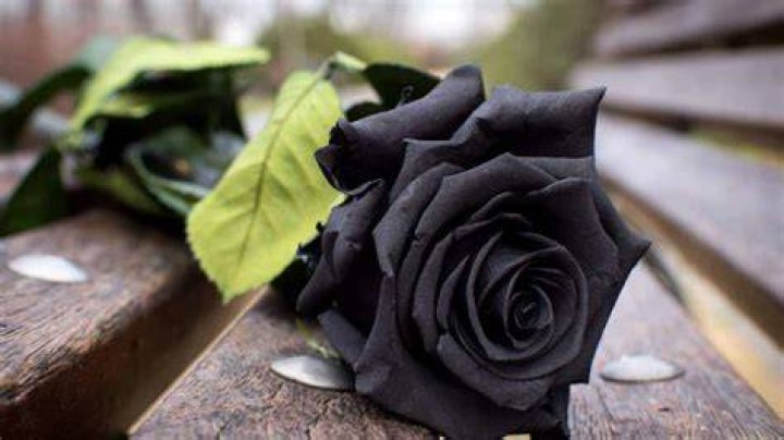 Where can I find Black Rose?
