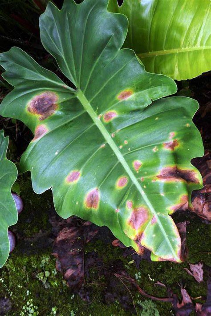 Why does my philodendron have brown spots?