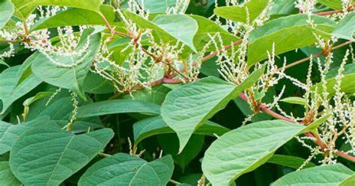 Will glyphosate kill Japanese knotweed?